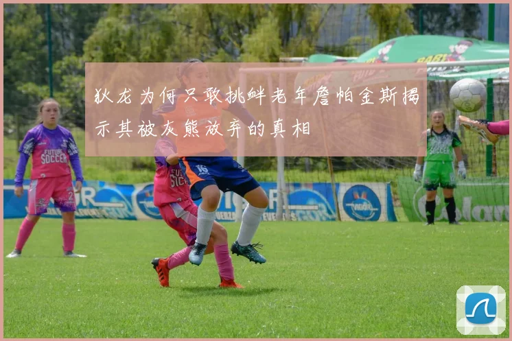 狄龙为何只敢挑衅老年詹帕金斯揭示其被灰熊放弃的真相